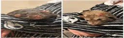 Rat rodents for sale: Two male rats with full set up 🙂 - Advert 1