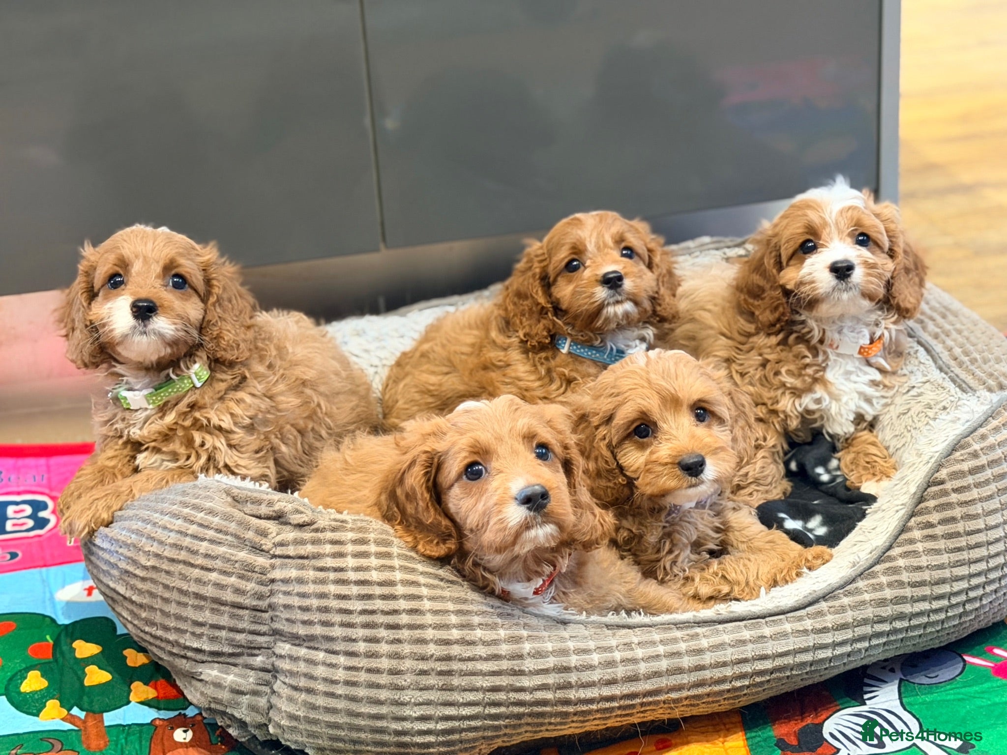 Cavapoo dogs Exceptional F1 Toy Cavapoos-Health Tested Parents - Advert 1