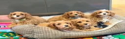 Cavapoo dogs for sale: Exceptional F1 Toy Cavapoos-Health Tested Parents - Advert 1