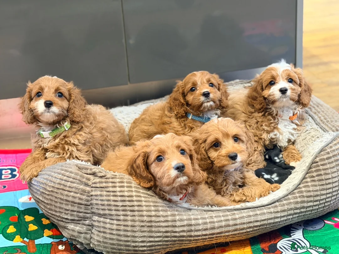 Cavapoo dogs for sale: Exceptional F1 Toy Cavapoos-Health Tested Parents - Advert 1