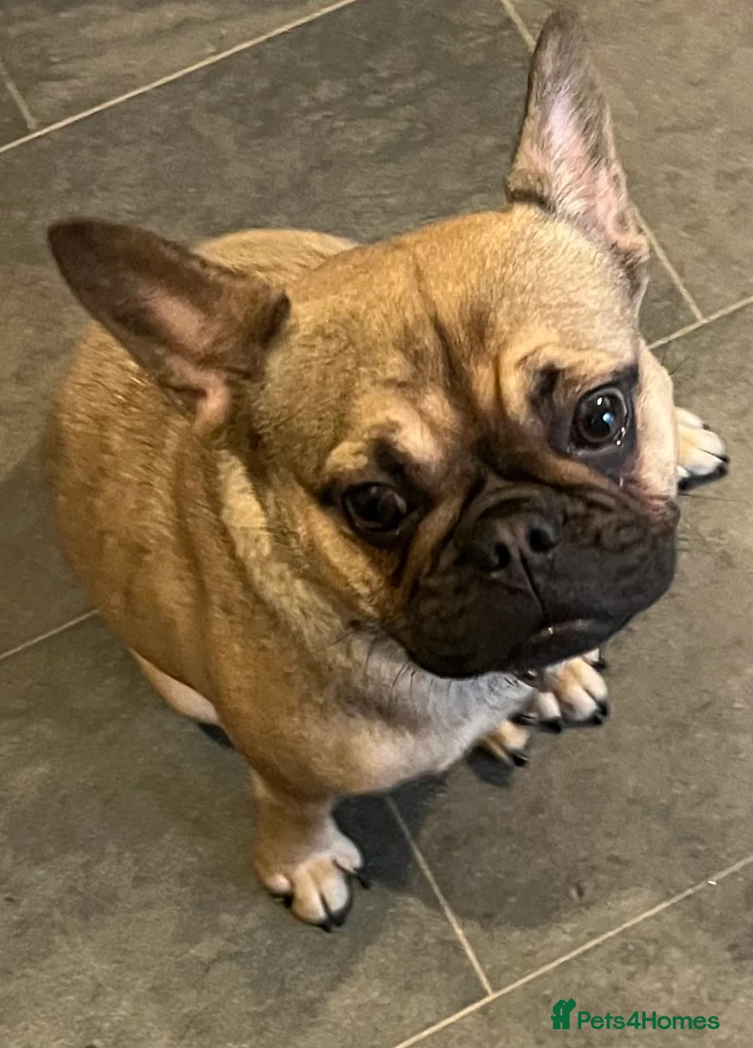 French Bulldog dogs for sale: Beautiful female frenchie - Advert 4
