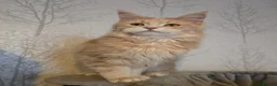 Maine Coon cats for sale: Active Cream Tabby Maine Coon Female - Advert 10