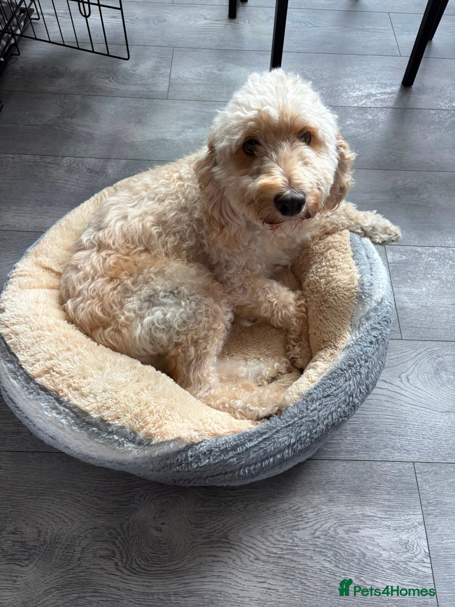 Cockapoo dogs Last 2 females for sale - Advert 3