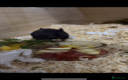 Hamster rodents for sale: Female Syrian hamster - Image 2