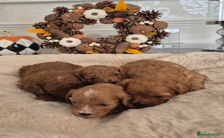 Cavapoo dogs - Advert 6