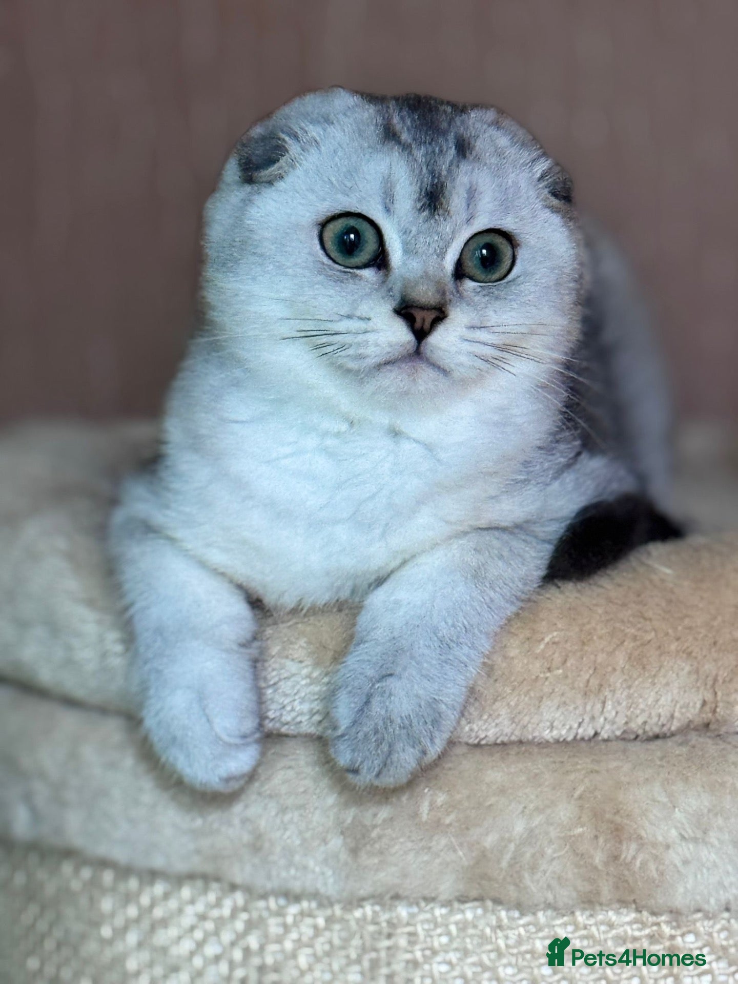 Scottish Fold cats  ✨ One Scottish Fold Boy Available 🐾Ready Now 🐾 - Advert 6