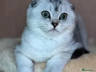 Scottish Fold cats ✨ One Scottish Fold Boy Available 🐾Ready Now 🐾 - Advert 6