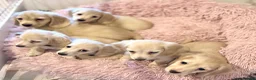 Miniature Dachshund dogs for sale: Cream long haired kc ready to go now - Advert 2