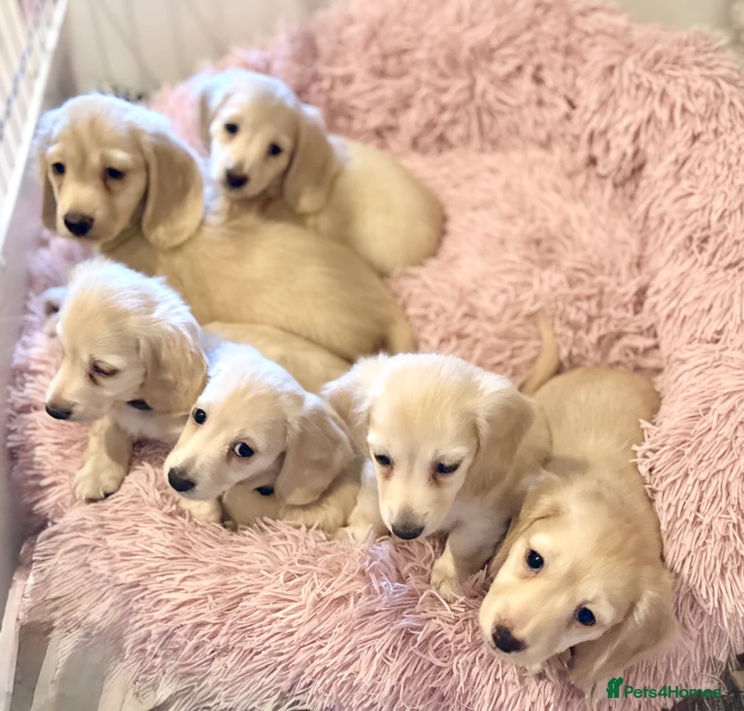 Miniature Dachshund dogs for sale: Cream long haired kc ready to go now - Advert 2