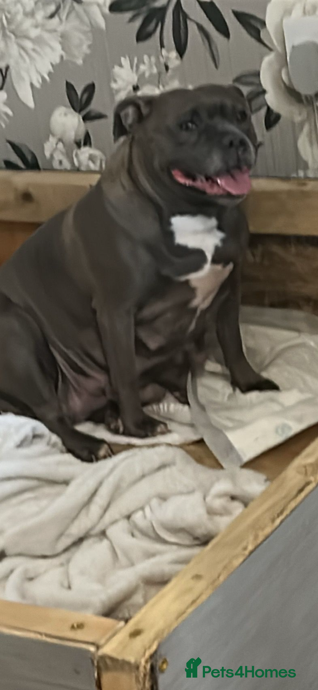 Staffordshire Bull Terrier dogs for sale: Staffy  - Advert 1