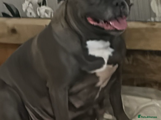 Staffordshire Bull Terrier dogs Staffy - Advert 3