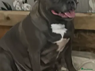 Staffordshire Bull Terrier dogs Staffy - Advert 14