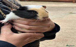 Guinea Pig rodents for sale: Beautiful Baby Guinea Pigs  - Image 2