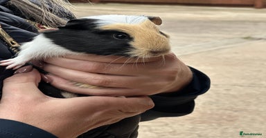 Guinea Pig rodents - Advert 5