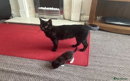 Mixed Breed cats for sale: Girl kittens for good homes only - Image 8