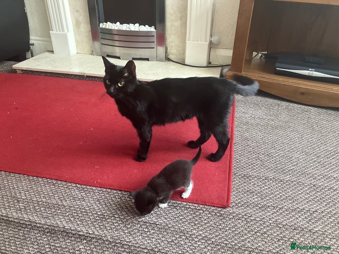 Mixed Breed cats for sale: Girl kittens for good homes only - Image 8