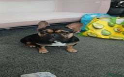French Bulldog dogs for sale: Black&Tan french bulldog  - Image 1