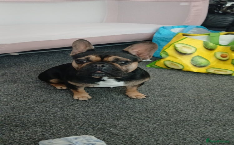 French Bulldog dogs - Advert 5