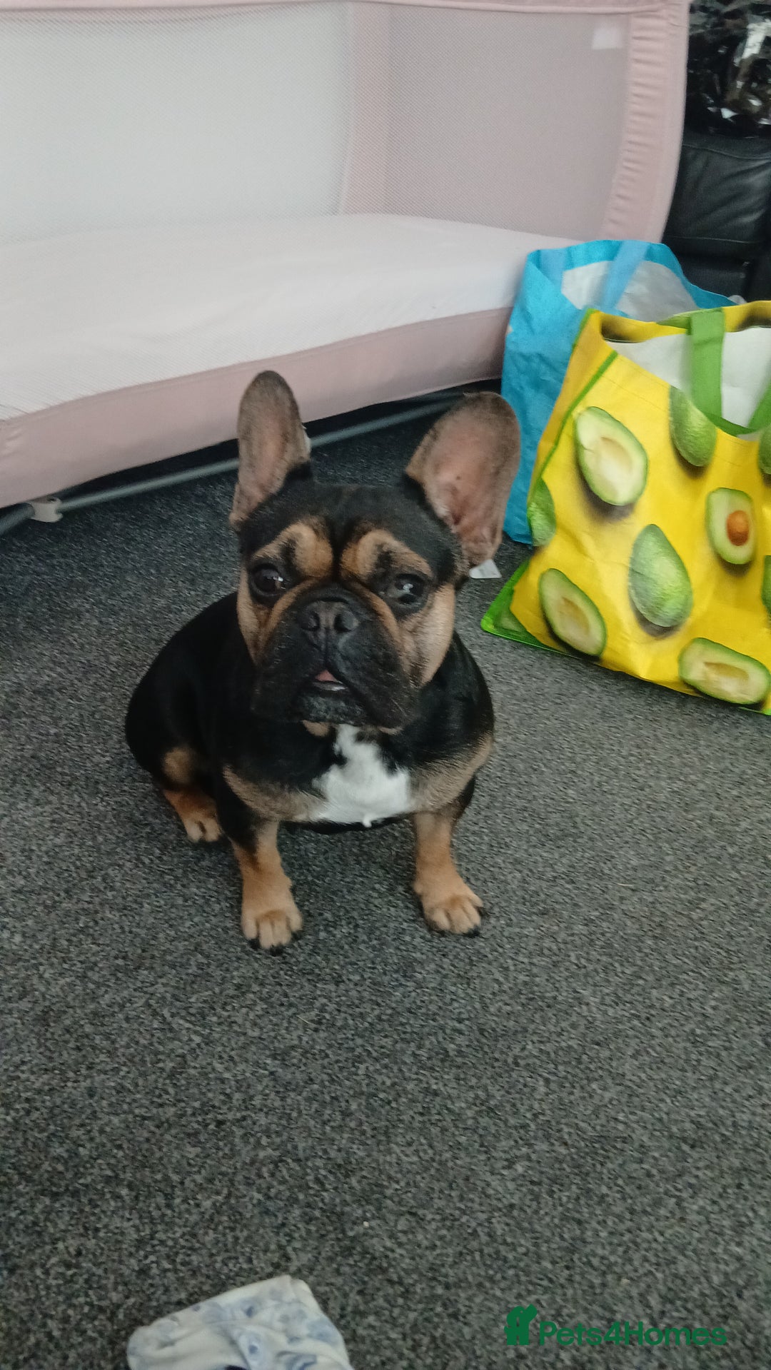 French Bulldog dogs for sale: Black&Tan french bulldog  - Image 1