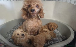 Maltipoo dogs for sale: Maltipoo puppies 5 🌟 licence breeder   - Image 7