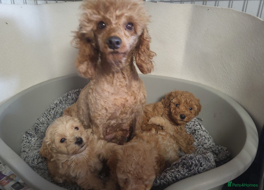 Maltipoo dogs for sale: Maltipoo puppies 5 🌟 licence breeder   - Image 7