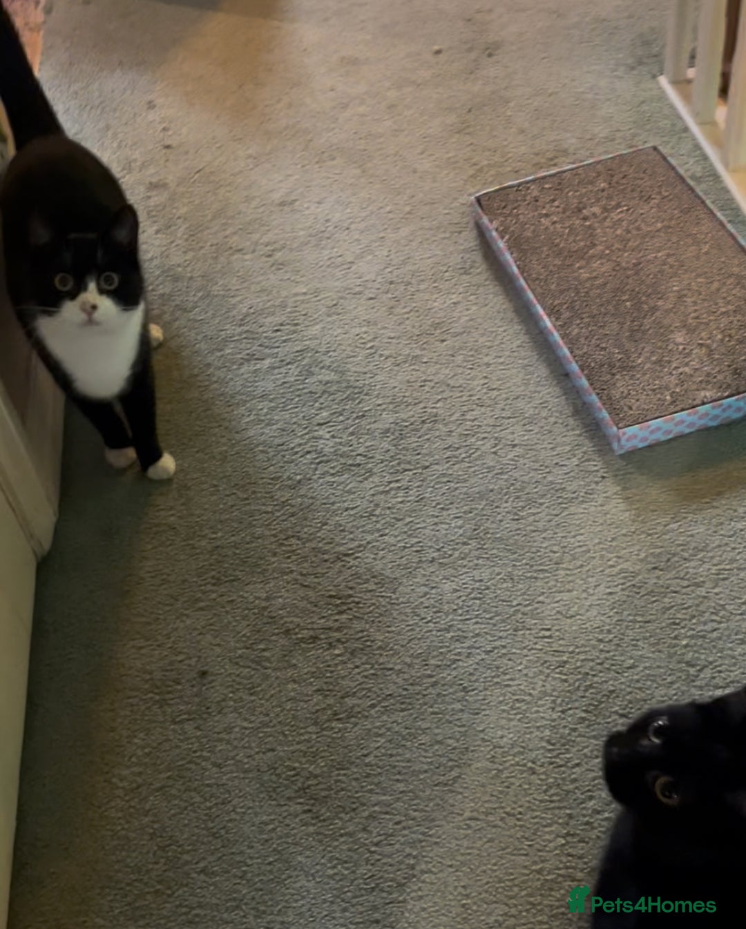 Mixed Breed cats for adoption: Rescue siblings Bumble and Bee need 1st ever home - Advert 6