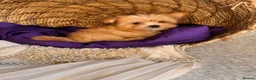 Yorkshire Terrier dogs for sale: BEAUTIFUL GOLDDUST YORKSHIRE TERRIER PUPPIES - Advert 19