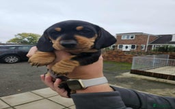 Miniature Dachshund dogs for sale: Miniature smooth haired dachshunds  - Image 20