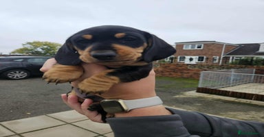 Miniature Dachshund dogs - Advert 3