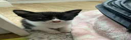Mixed Breed cats for sale: Kitten for sale ready to go  - Advert 10