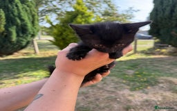 British Shorthair cats for sale: £40 Female British shorthair kitten must go today - Image 2