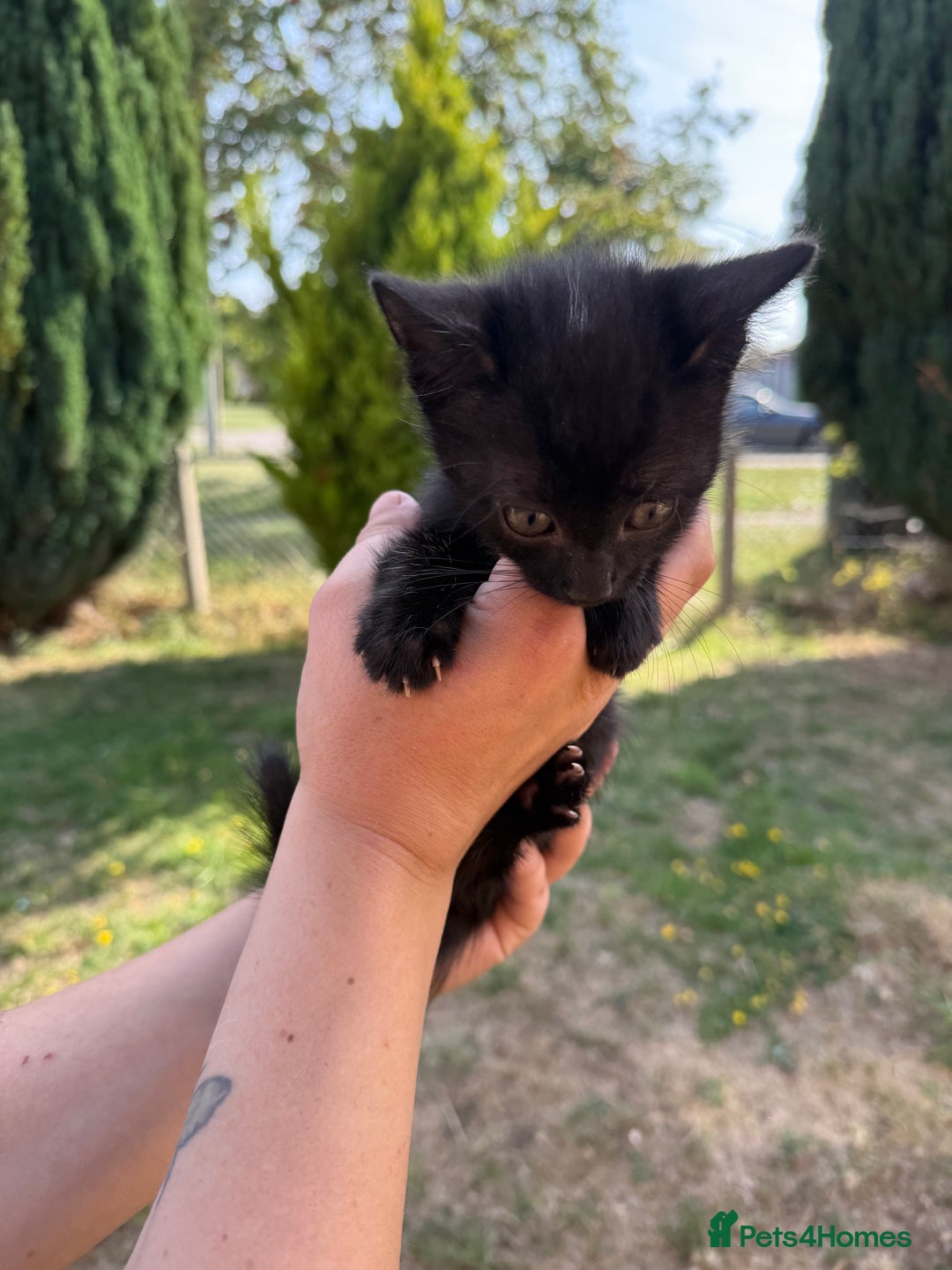 British Shorthair cats for sale: £40 Female British shorthair kitten must go today - Image 2