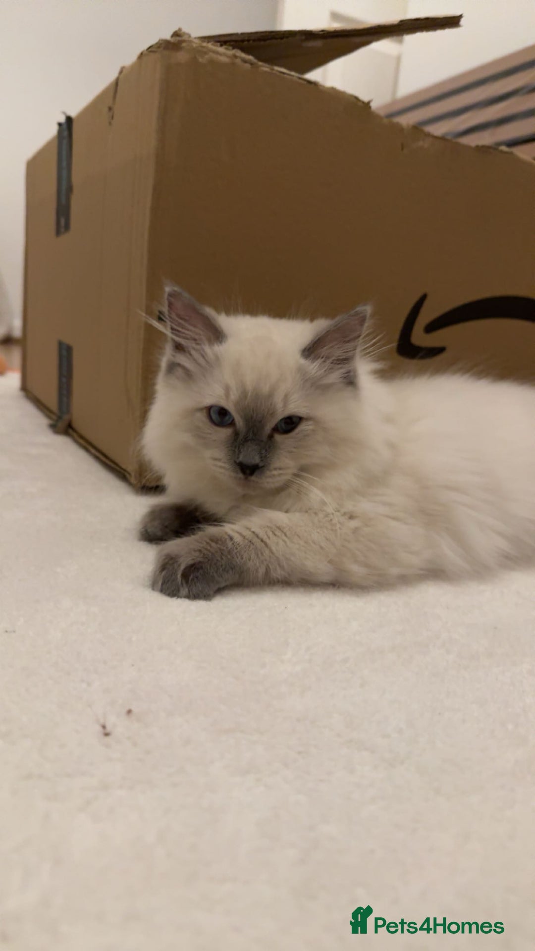 Ragdoll cats for sale: Male ragdoll kitten - Advert 1