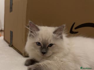Ragdoll cats Male ragdoll kitten - Advert 15