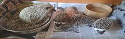 Pygmy Hedgehog rodents for sale: African Pygmy Hedgehogs Ready 2 week in Market Harborough - Advert 6