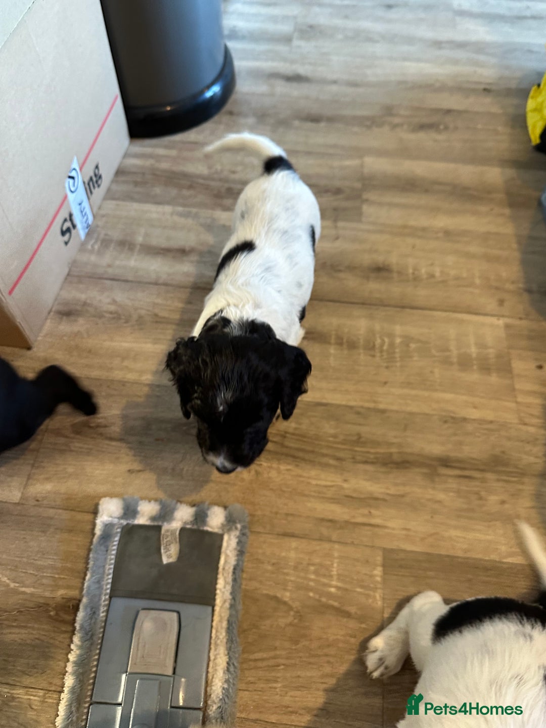 Sprocker dogs for sale: SPROCKER PUPPIES FOR SALE - Advert 22