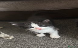 Mixed Breed cats for sale: 3 beautiful boy - Image 4
