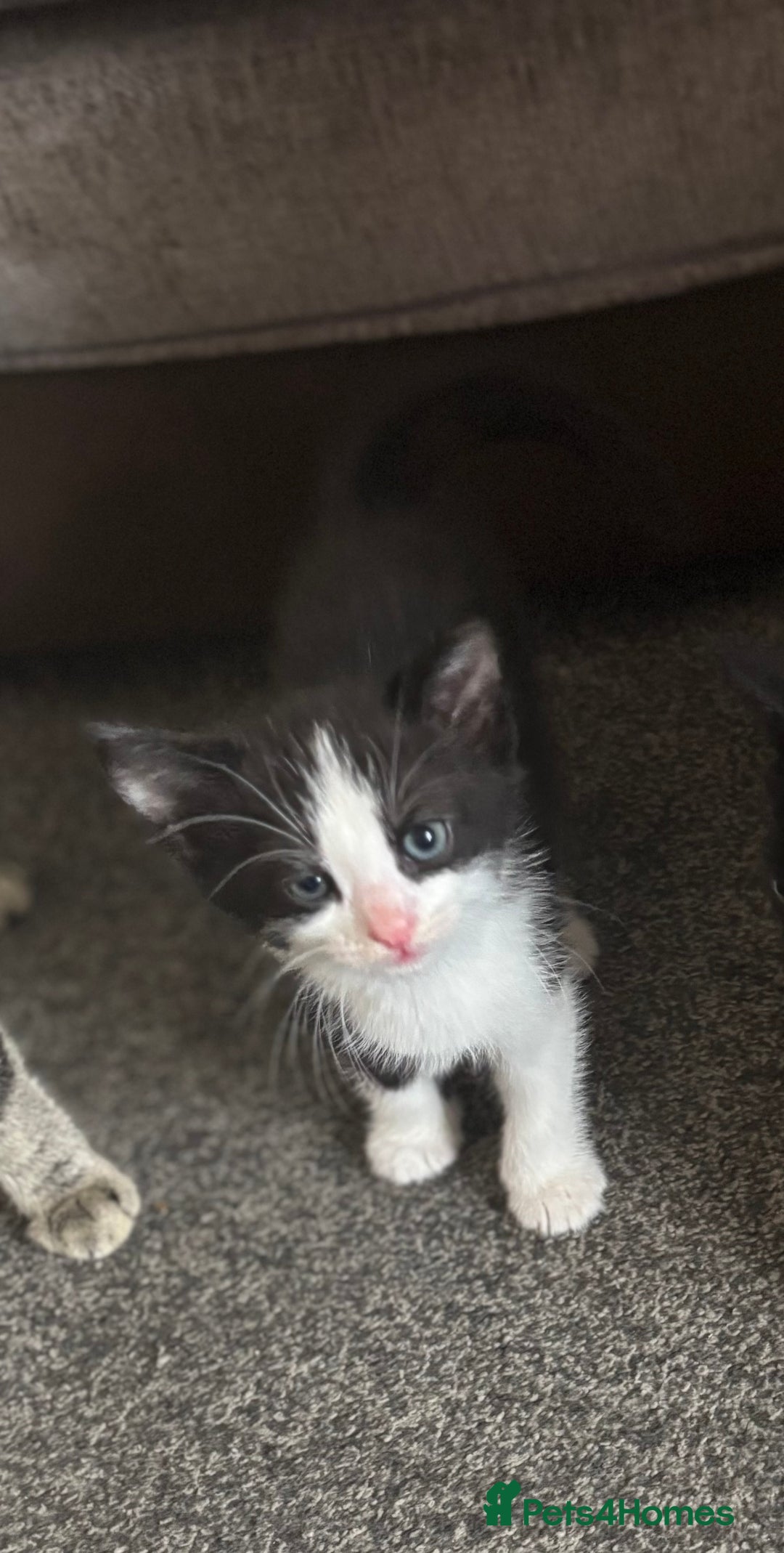 Mixed Breed cats for sale: 3 beautiful boy - Image 4