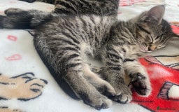 Mixed Breed cats for sale: Sweet Little Kittens Searching for Forever Home - Image 5