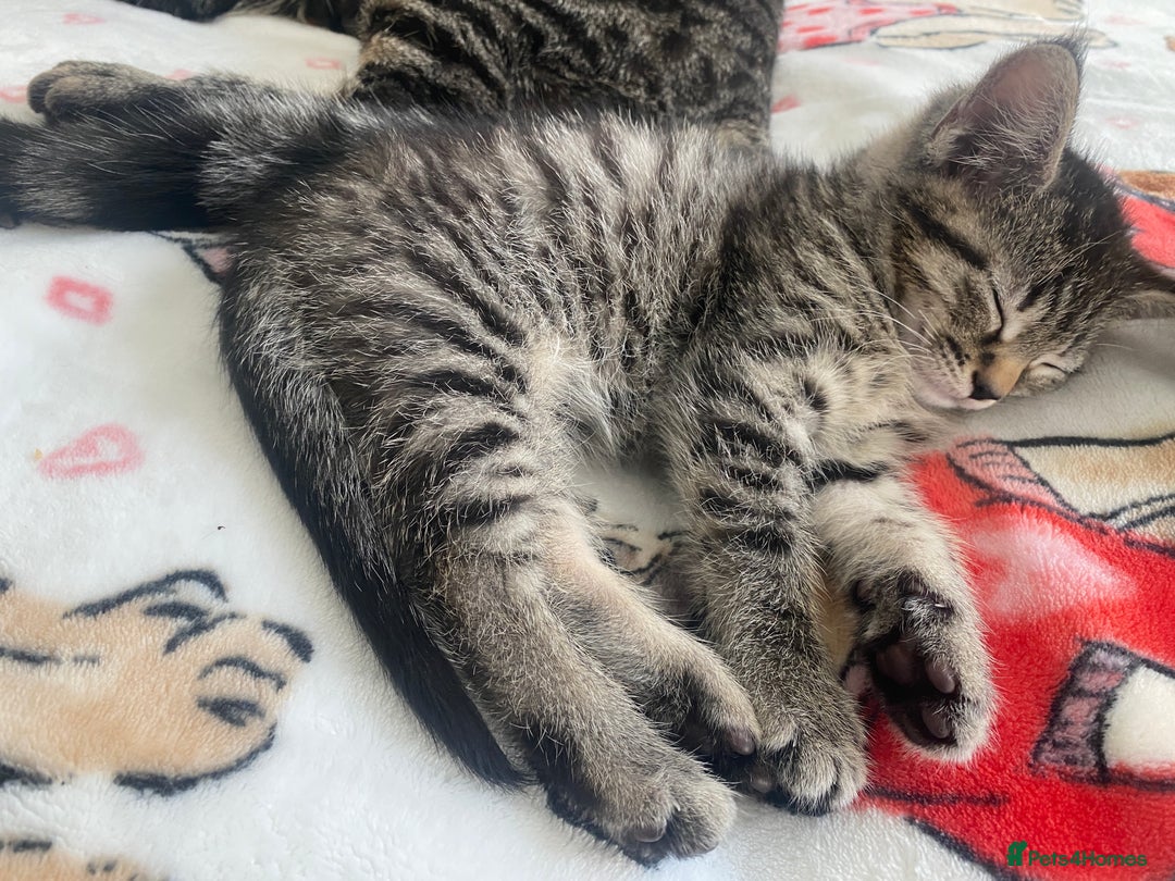 Mixed Breed cats for sale: Sweet Little Kittens Searching for Forever Home - Image 5