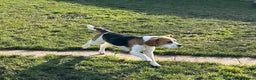 Beagle dogs for sale: 8 month old sweet natured  - Advert 4