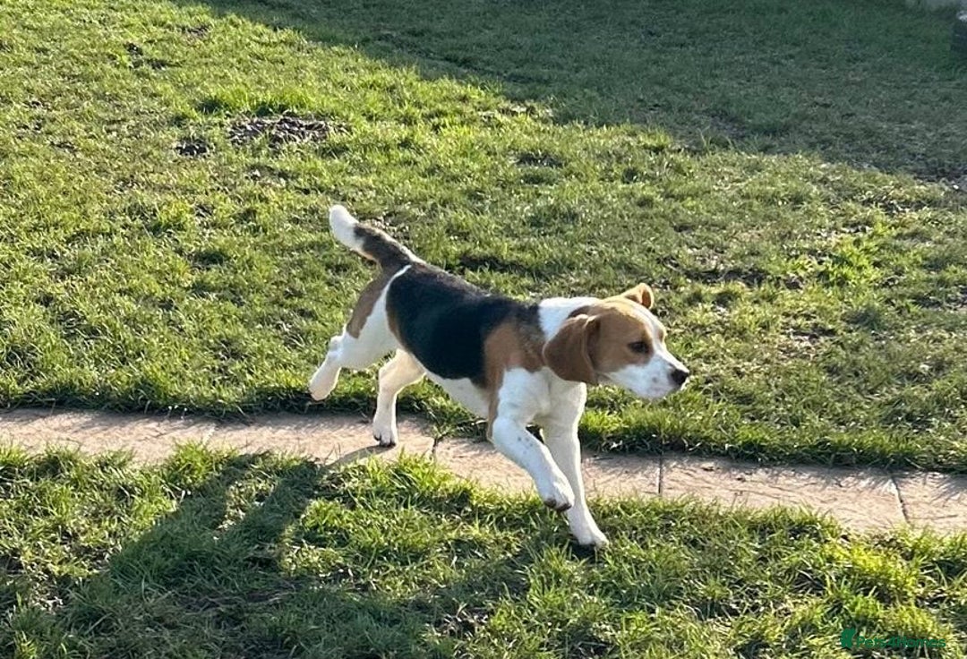Beagle dogs for sale: 8 month old sweet natured  - Advert 4