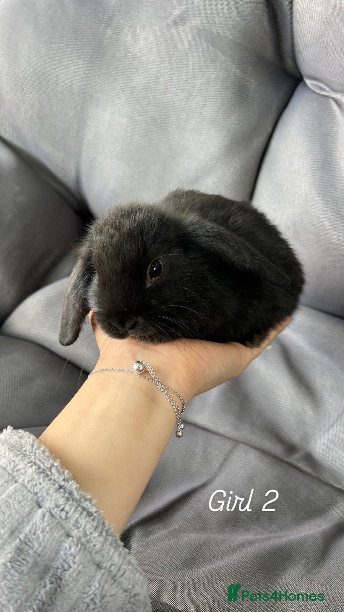 Mini Lop rabbits Mini lop - Advert 2