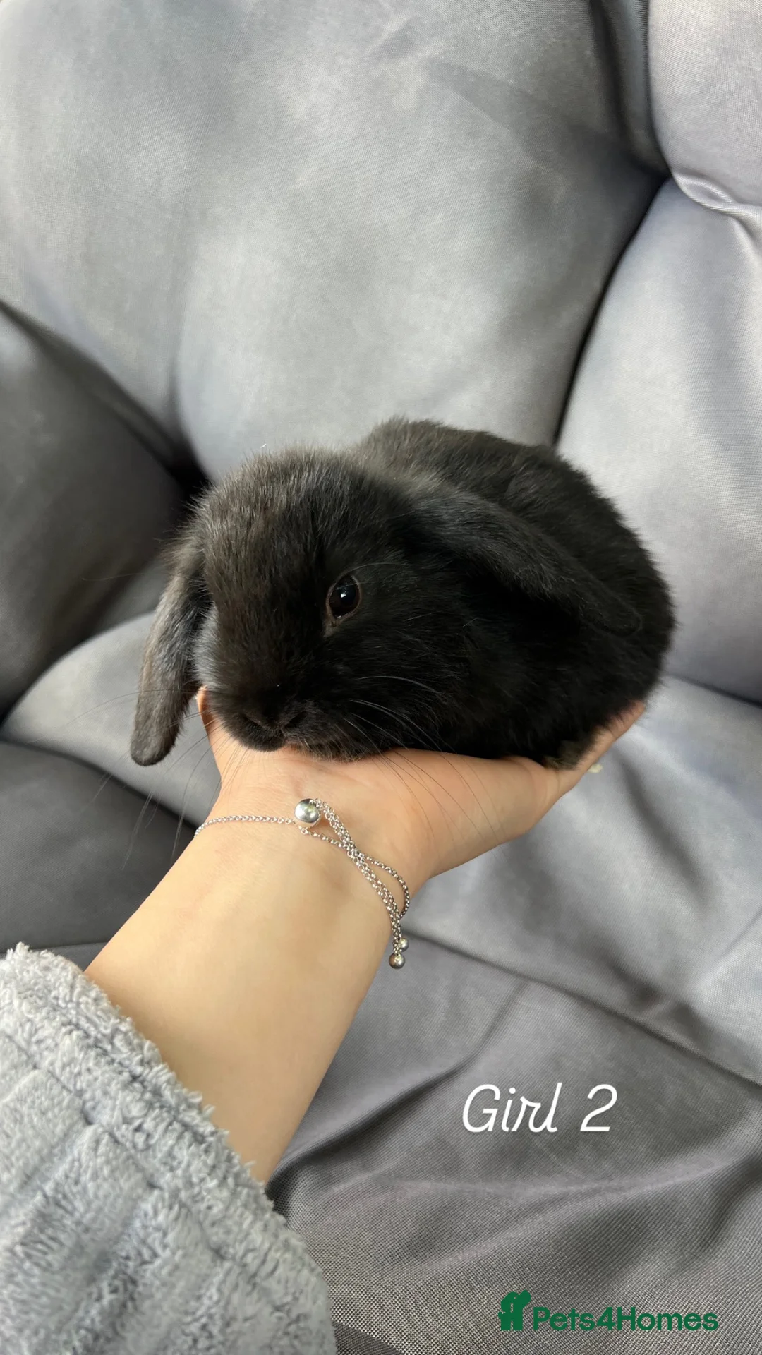 Mini Lop rabbits for sale: Mini lop - Advert 2