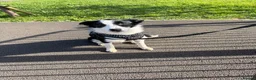Border Collie dogs for sale: Female border collie  - Advert 2