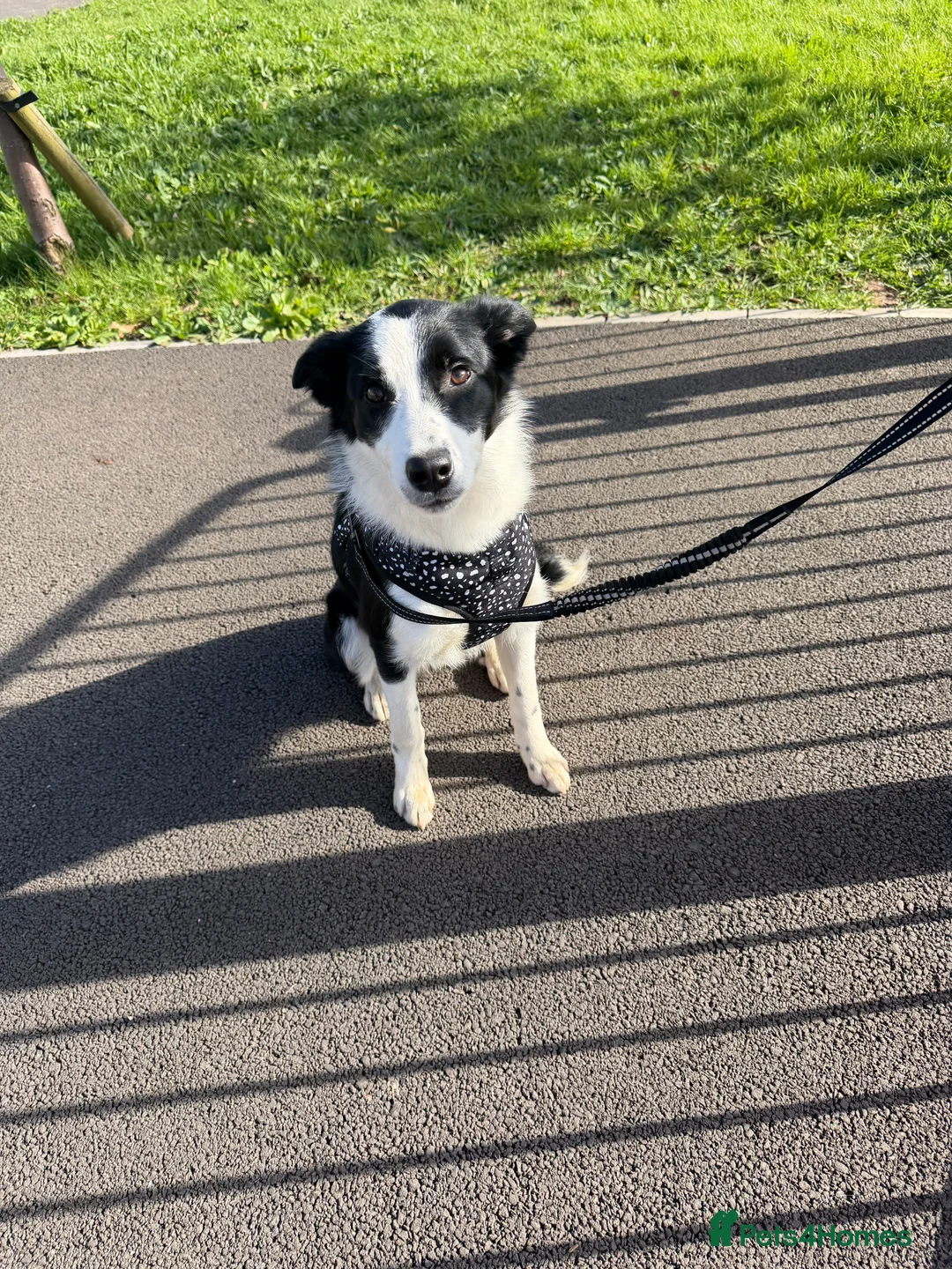 Border Collie dogs for sale: Female border collie  - Advert 2