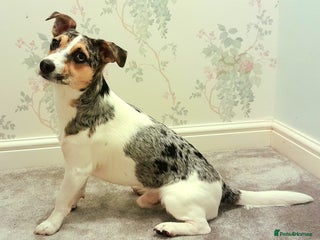 Parson Russell dogs in Swindon - Advert 1
