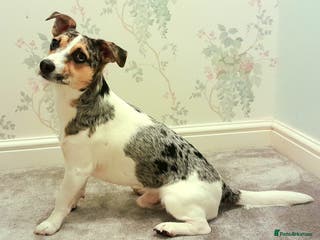 Parson Russell dogs Charlie - Parson marle Chihuahua cross in Swindon - Advert 4