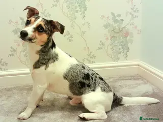 Parson Russell dogs Charlie - Parson marle Chihuahua cross in Swindon - Advert 2