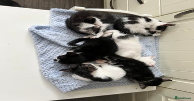 Mixed Breed cats - Advert 15